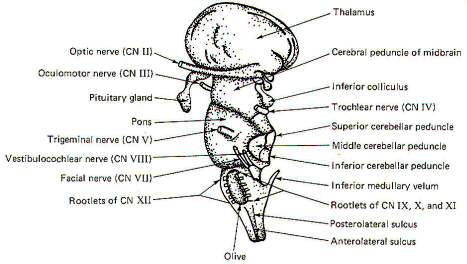 Brain Stem Drawing Amazing Wiring Diagram Product