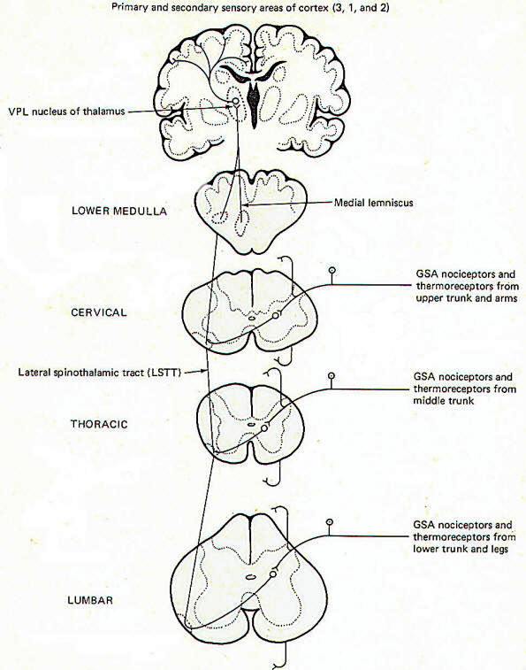 Somatic Sensory Pathways