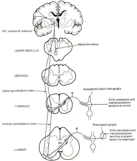 Somatic Sensory Pathways