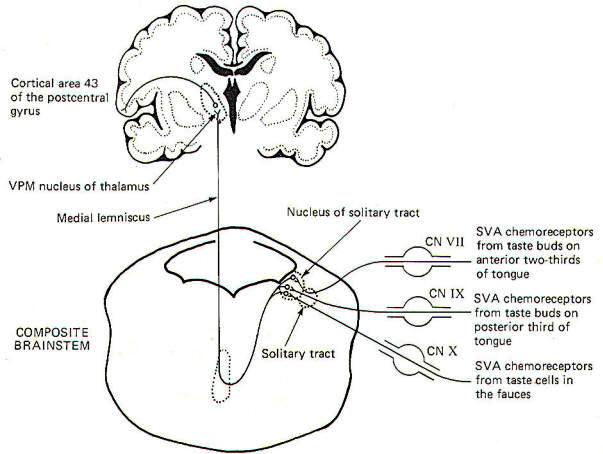 Kinesthesis are located in the