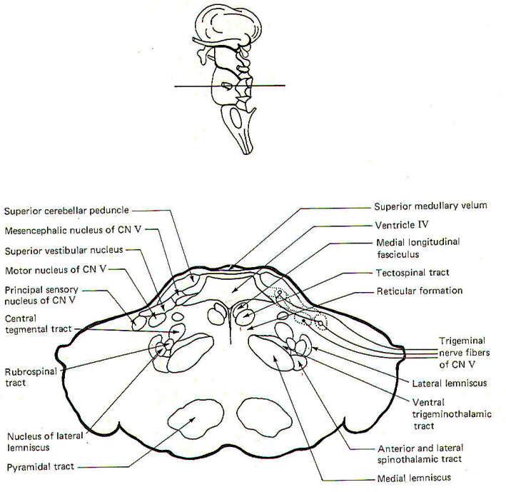 THE BRAIN STEM