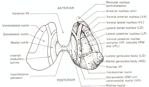 VPL - Ventral posterolateral nucleus